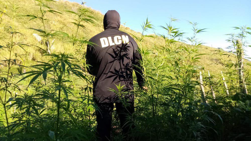 DLCN decomisa 50 mil plantas de marihuana en Tocoa