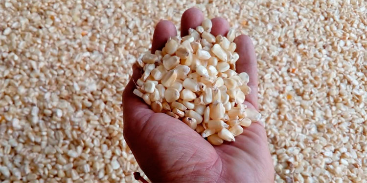 Aumenta 50 lempiras la carga de maíz blanco en mercado Zonal Belén de Comayagüela Aumenta 50 lempiras la carga de maíz blanco en mercado Zonal Belén de Comayagüela