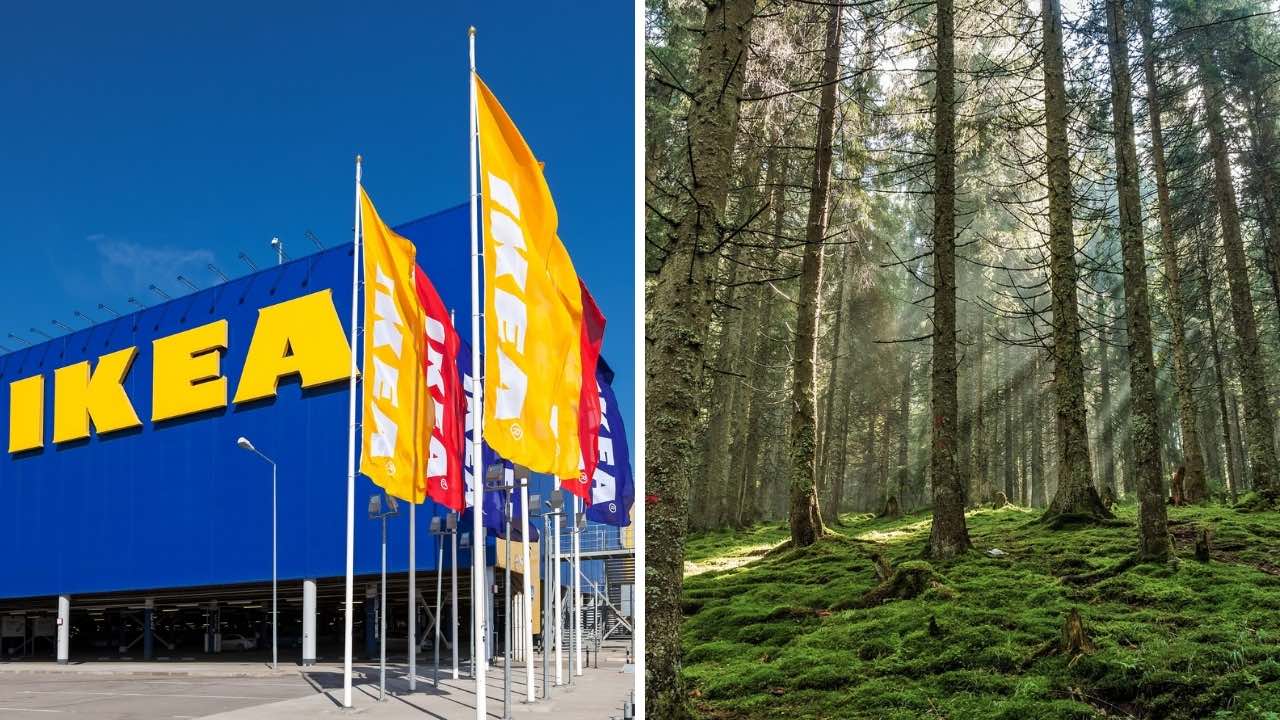 IKEA compró 4,380 hectáreas de bosque para protegerlo