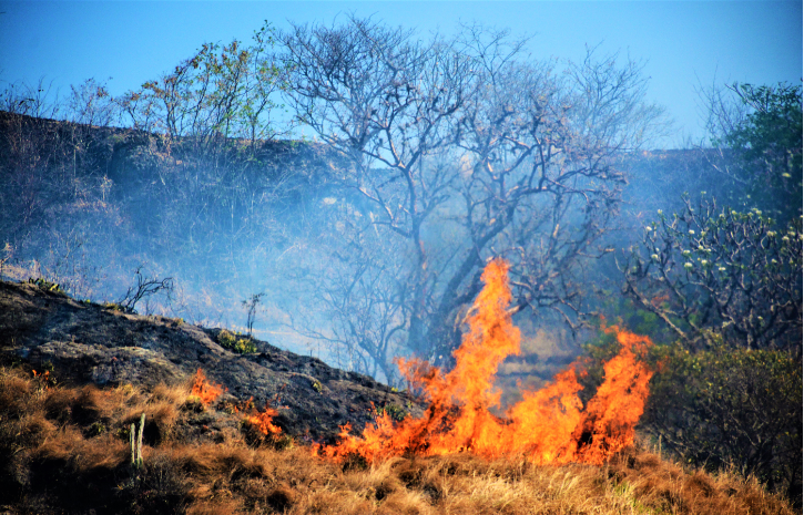 ICF: Al menos un 65% se han reducido los incendios forestales este año