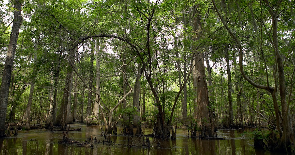 IKEA compró 4,380 hectáreas de bosque para protegerlo