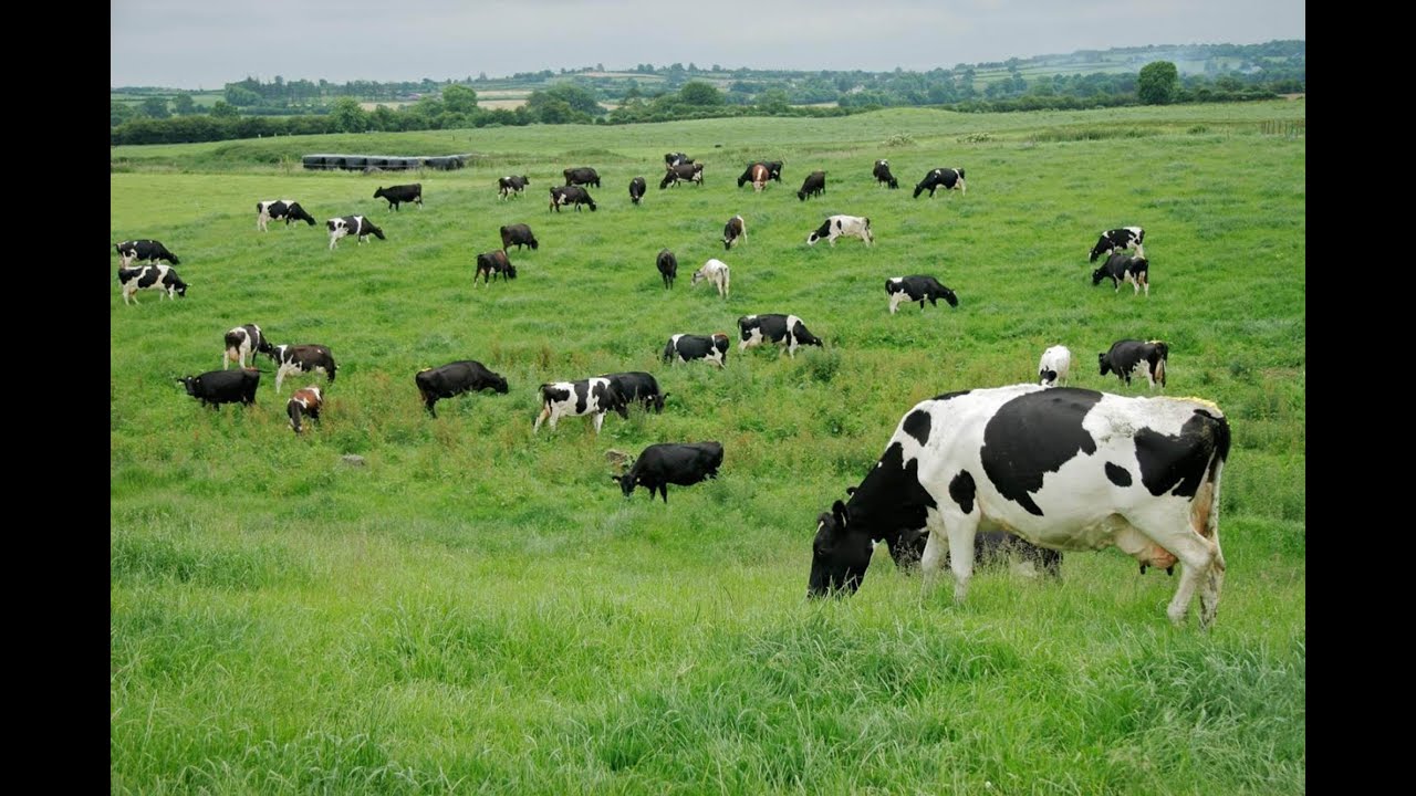 SAG transfiere tecnología sobre pastos y forrajes a ganaderos   