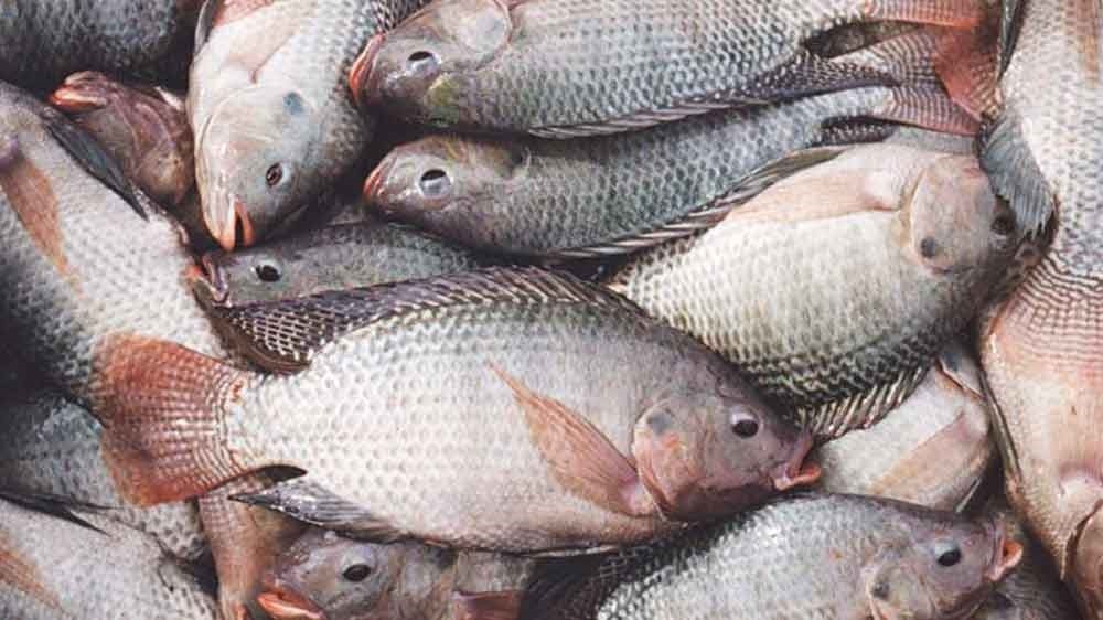 Se estima que Honduras produjo 27 millones de libras de tilapia Se estima que Honduras produjo 27 millones de libras de tilapia