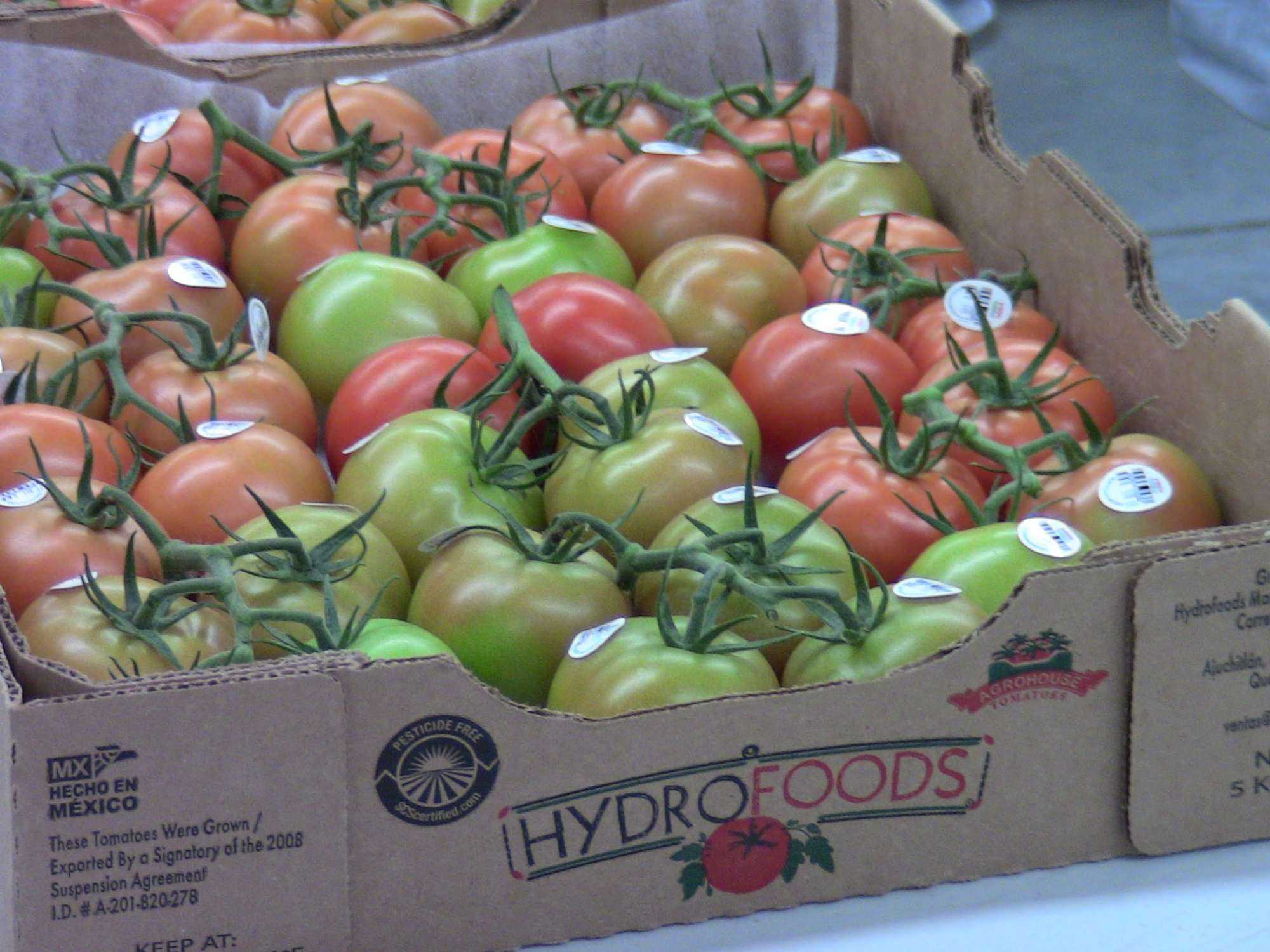 Por primera vez Honduras exporta un contenedor de tomate verde a EEUU Por primera vez Honduras exporta un contenedor de tomate verde a EEUU