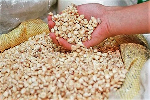 Dirigente del agro: Abastecimiento de maíz está garantizado Dirigente del agro: Abastecimiento de maíz está garantizado