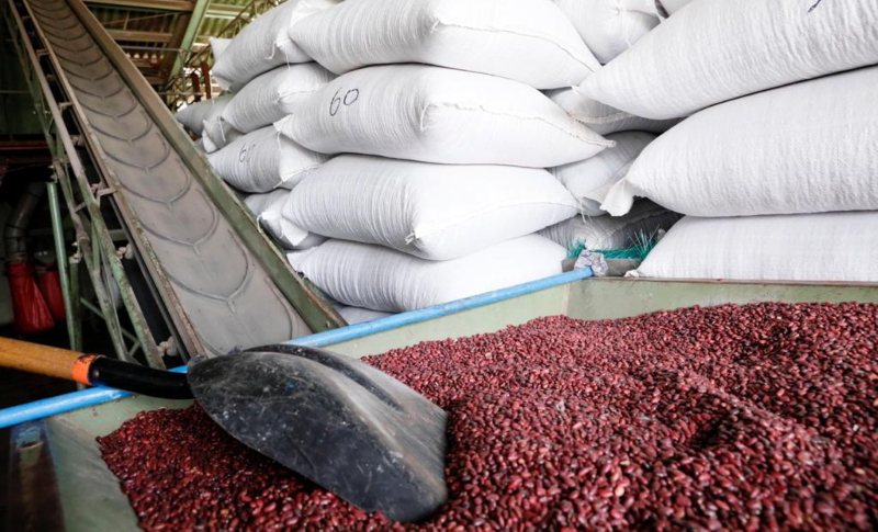 IHMA garantiza con 79 mil quintales de frijoles el abastecimiento hasta la próxima cosecha IHMA garantiza con 79 mil quintales de frijoles el abastecimiento hasta la próxima cosecha