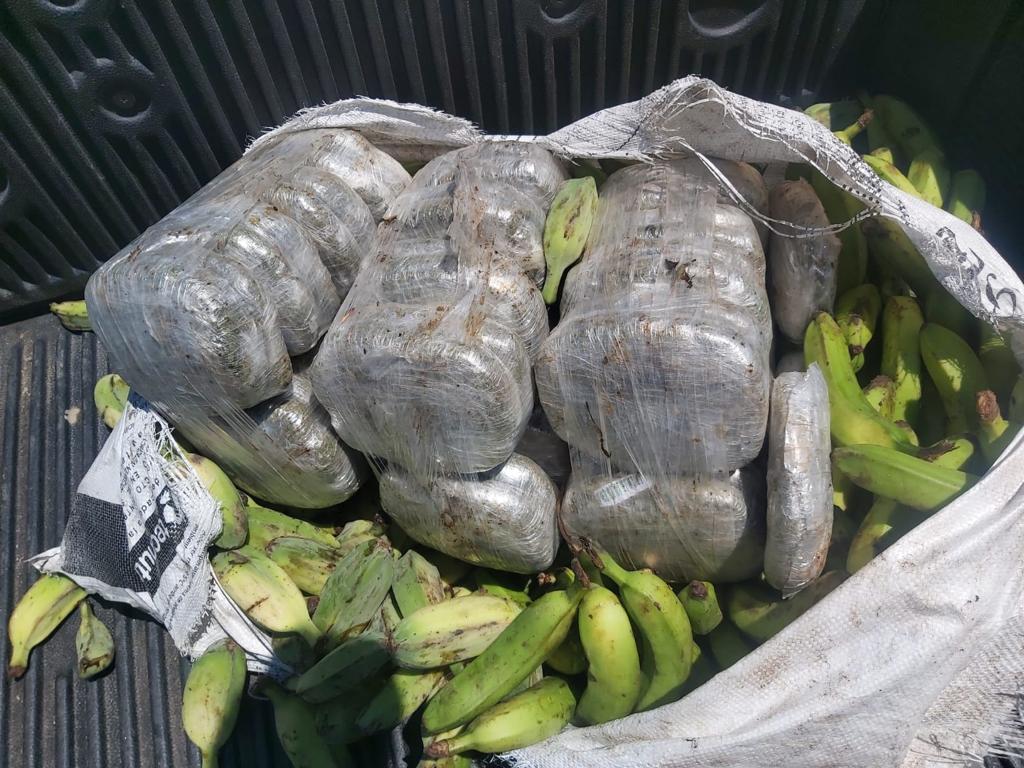 Decomisan unas 50 libras de supuesta marihuana escondida entre bananos verdes en SPS