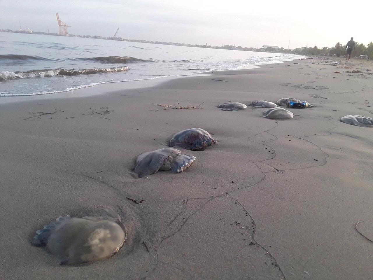 Autoridades investigan muerte de medusas encontradas en playa de Puerto Cortés