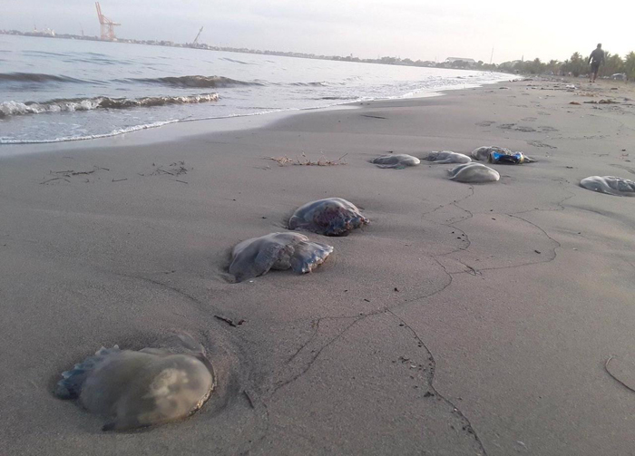 Ambientalistas investigaran muerte de medusas en playa de Puerto Cortés