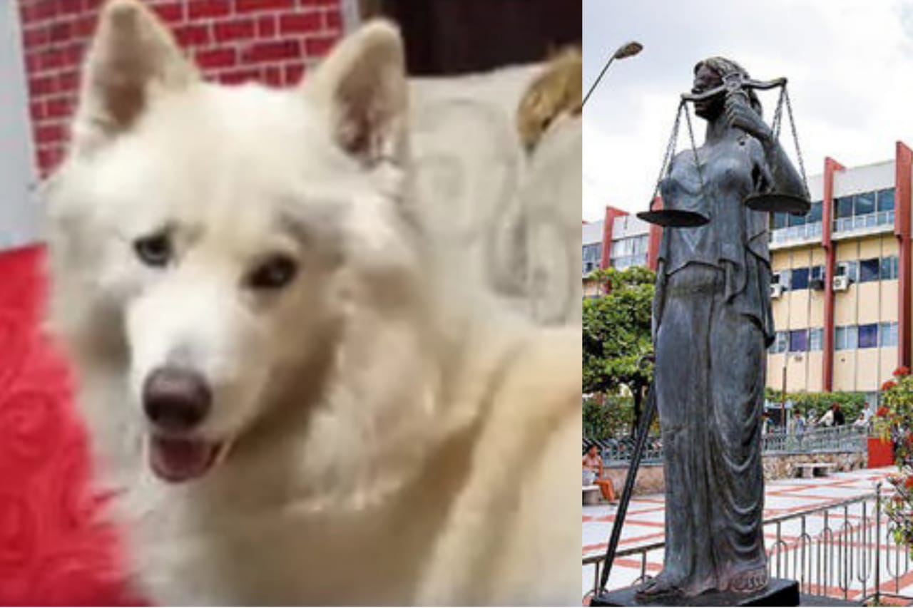 Pleito familiar por un perro toca las puertas de tribunales de justicia en Tegucigalpa