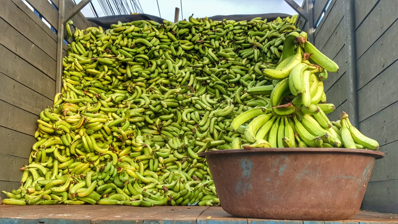 Ministro de la SAG promete que buscarán estabilizar el precio del banano verde Ministro de la SAG promete que buscarán estabilizar el precio del banano verde