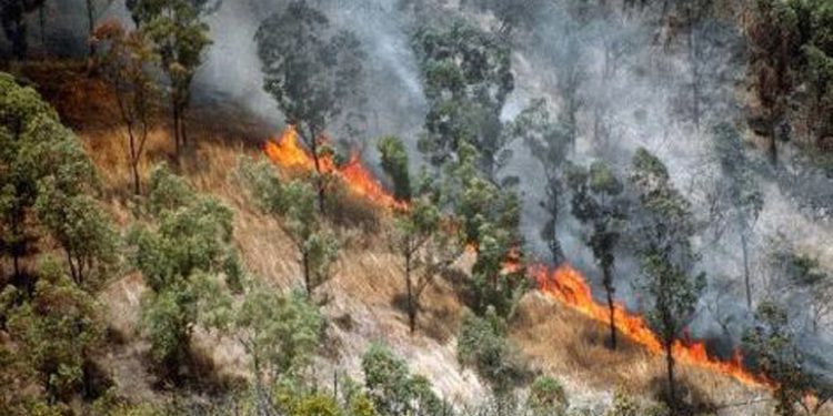 Viceministro del ICF: 86% bajan áreas forestales afectadas por incendios Viceministro del ICF: 86% bajan áreas forestales afectadas por incendios