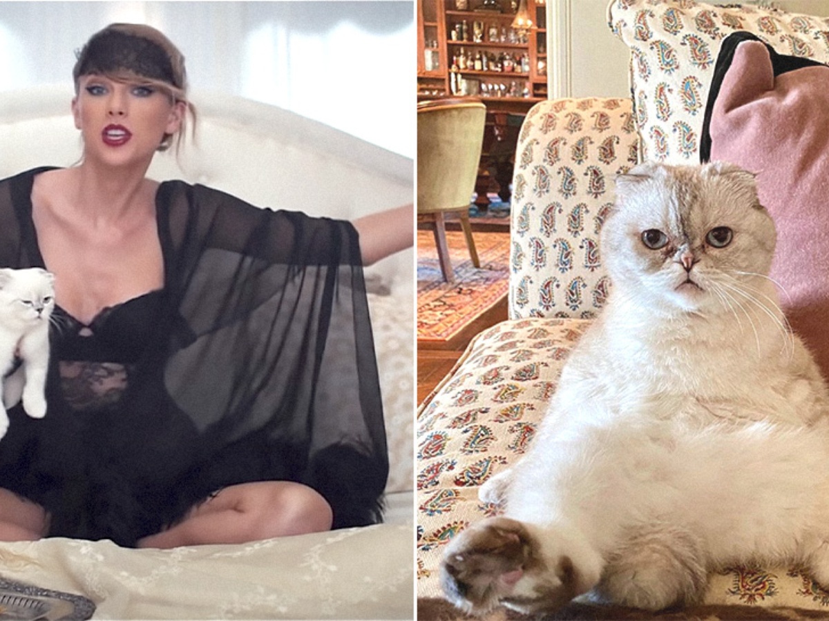 Olivia Benson, Taylor Swift’s cat, named the third richest pet in the world