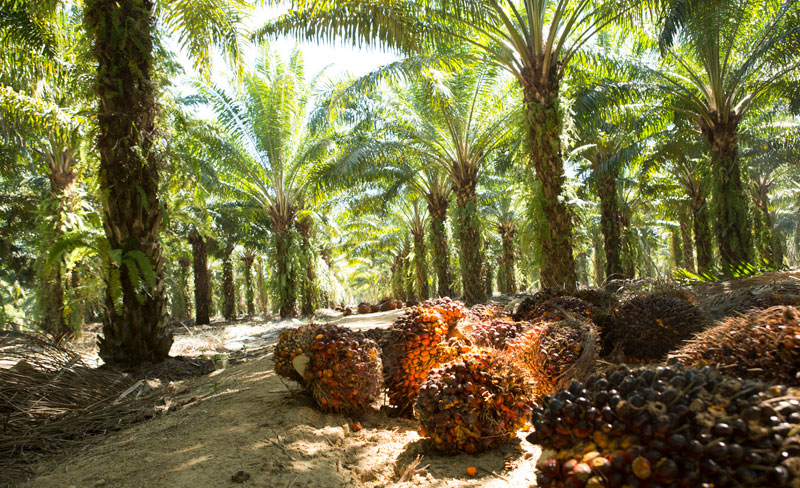 La palma alcanza el precio más alto de la historia La palma alcanza el precio más alto de la historia