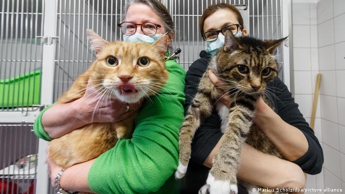 Rusia comenzó a inmunizar a mascotas contra el covid-19 con la vacuna de producción nacional Karnivak-Kov, Rusia comenzó a inmunizar a mascotas contra el covid-19 con la vacuna de producción nacional Karnivak-Kov,