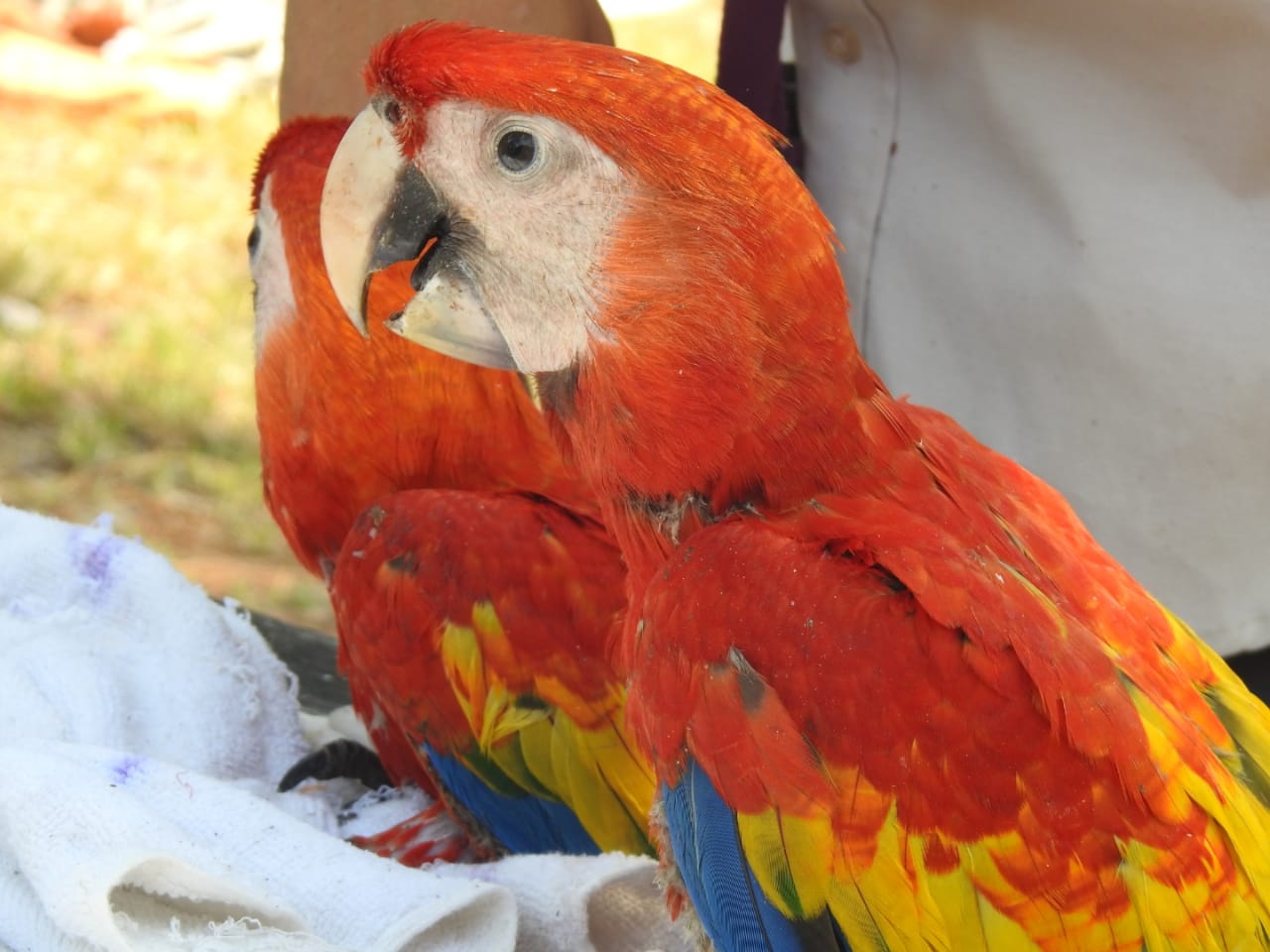 Guaras rojas recobran su esplendor en Celaque