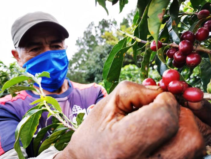 Francisco Ordóñez: $ 1,000 millones en divisas generará exportación de café  