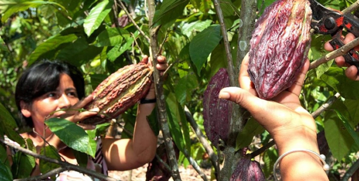 Presidente de la federación: Unas 1,700 toneladas de cacao se proyecta cosechar este año