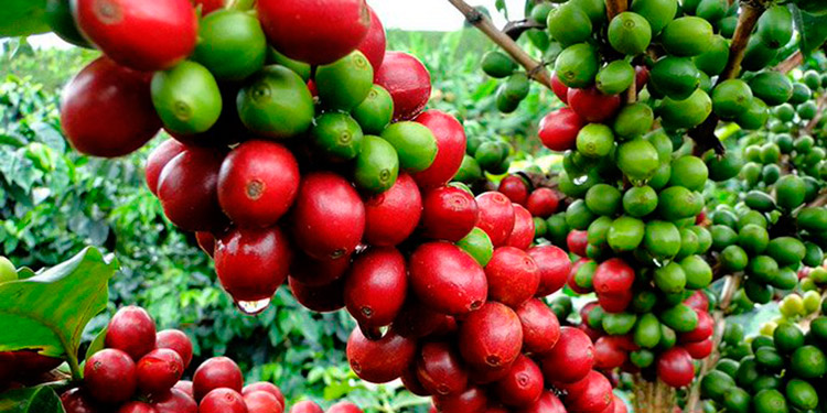 Gerente de Cocafol  Asdrúbal Sánchez : «Europa pide café olanchano»  