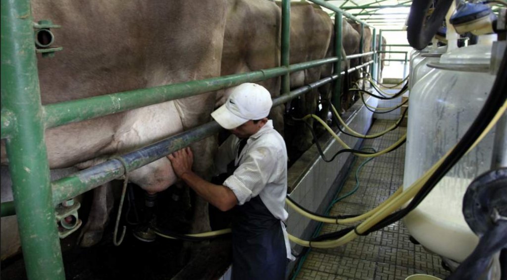 Producción de leche aumentará a dos millones diarios abriendo mercados de exportación