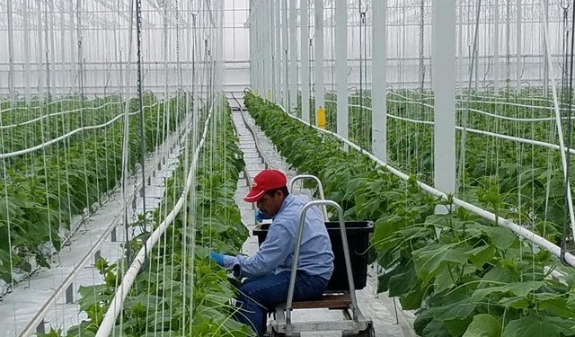 EE.UU. pone a disposición 6 mil  visas de trabajo agrícola  temporales para  el triangulo norte