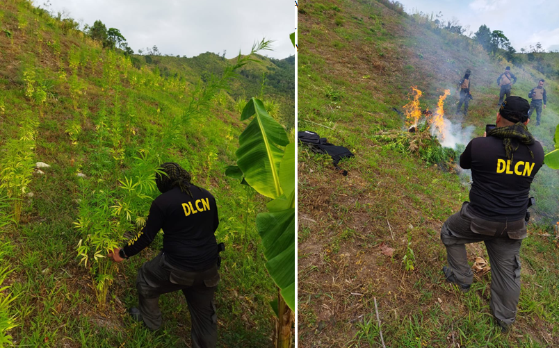 Autoridades decomisan e incineran más de 25 mil plantas de marihuana en Colón Autoridades decomisan e incineran más de 25 mil plantas de marihuana en Colón