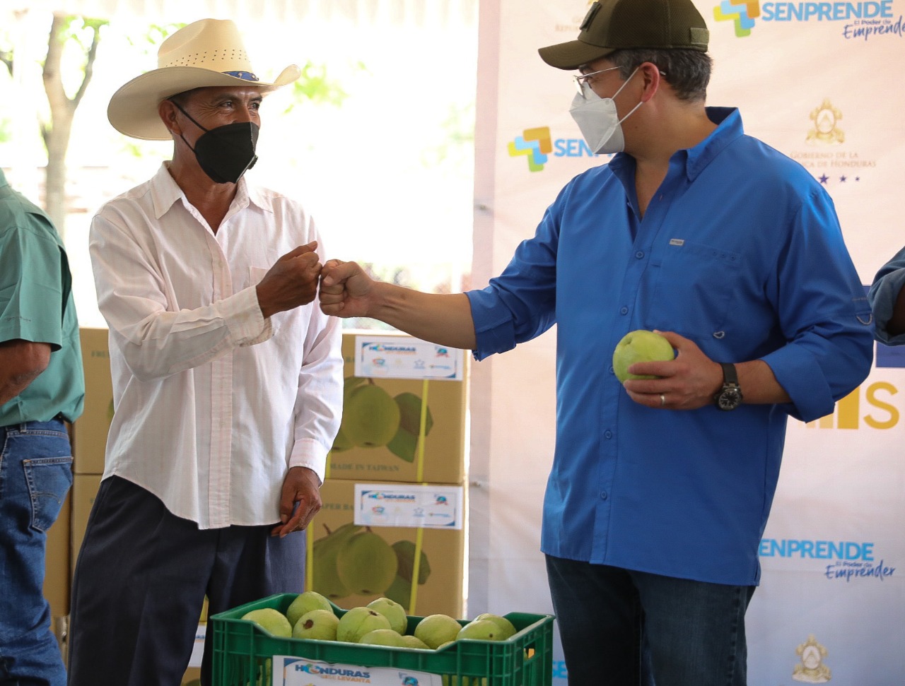 Productores de guayaba de Comayagua reciben ayuda del Gobierno para mejorar calidad de la fruta Productores de guayaba de Comayagua reciben ayuda del Gobierno para mejorar calidad de la fruta
