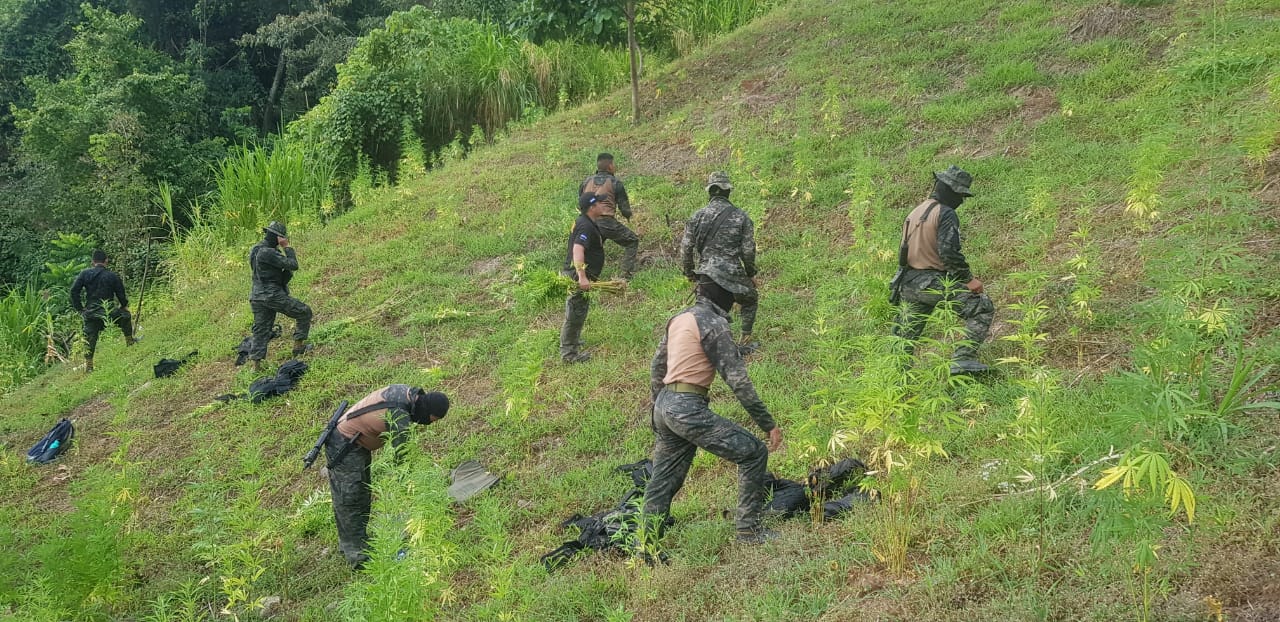 FFAA incineran plantación de marihuana en la zona norte FFAA incineran plantación de marihuana en la zona norte
