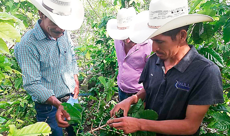 Unos L 300 millones en bono cafetalero entregará el gobierno  