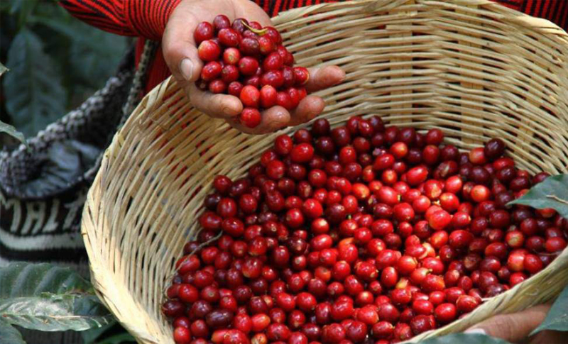 SAG: 11,420 productores recibirán bono cafetalero    