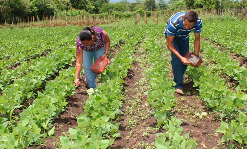 Ministro de la SAG: Gobierno invierte L 200 millones en Bono Productivo