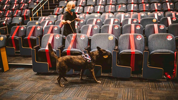 Primeros perros detectores de COVID-19 en EEUU se usan en feria gastronómica de Miami