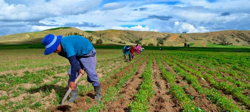 Cococh: El agro es la potencia de desarrollo del país   