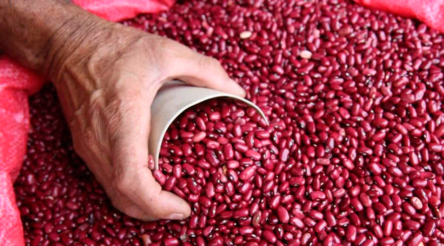 Gerente del IHMA: 77 mil quintales de frijol hay en reserva  