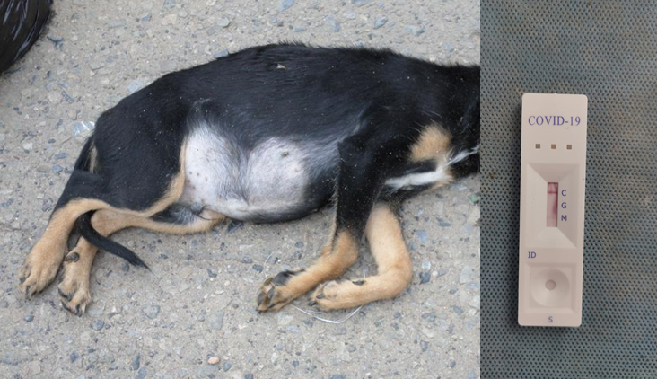 Fallece la primera mascota por Covid-19 en Honduras