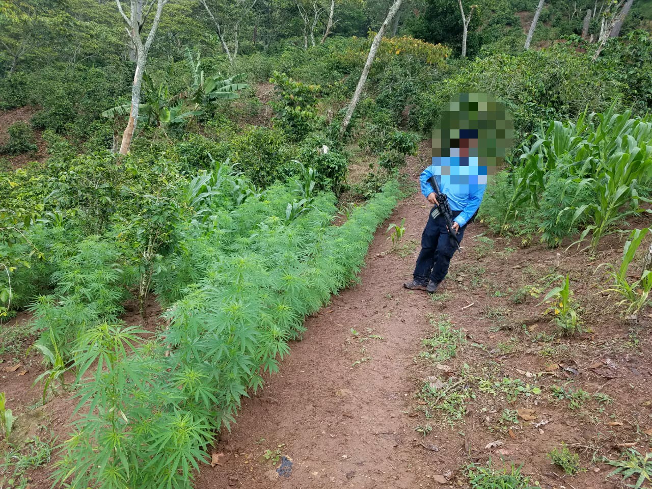 Agentes policiales incautan plantación de supuesta marihuana en Lempira Agentes policiales incautan plantación de supuesta marihuana en Lempira