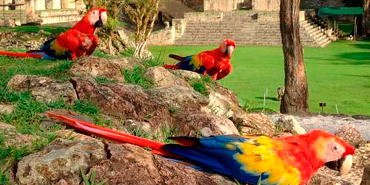 Todo listo para el esperado  Guacamaya Fest en Copán Ruinas