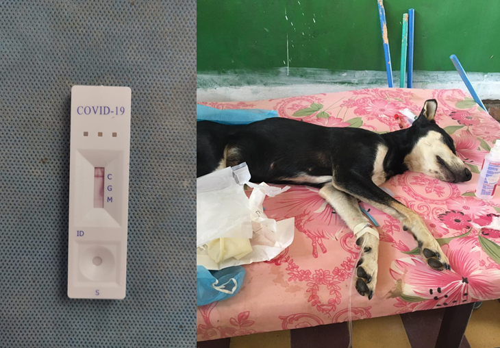 Registran el primer caso de Covid-19 en una mascota en Honduras