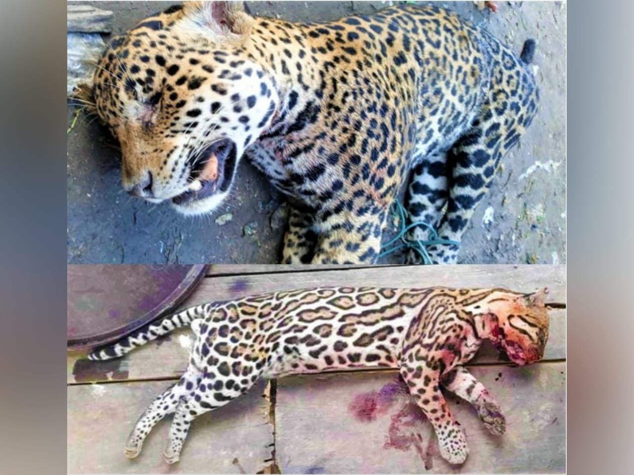 Criminales asesinan a Jaguar y Tigrillo en la Biosfera del Río Plátano