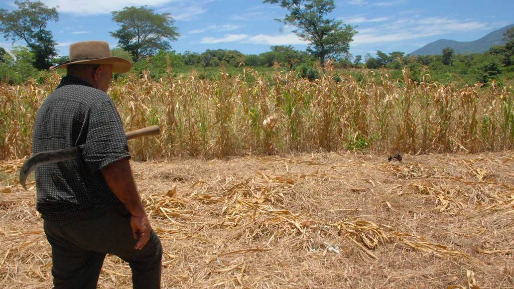 Productores preocupados porque la cosecha de primera está amenazada por falta de lluvias