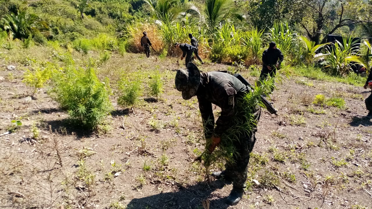 Destruyen más de mil 500 plantas de marihuana en Las Mangas, Tocoa