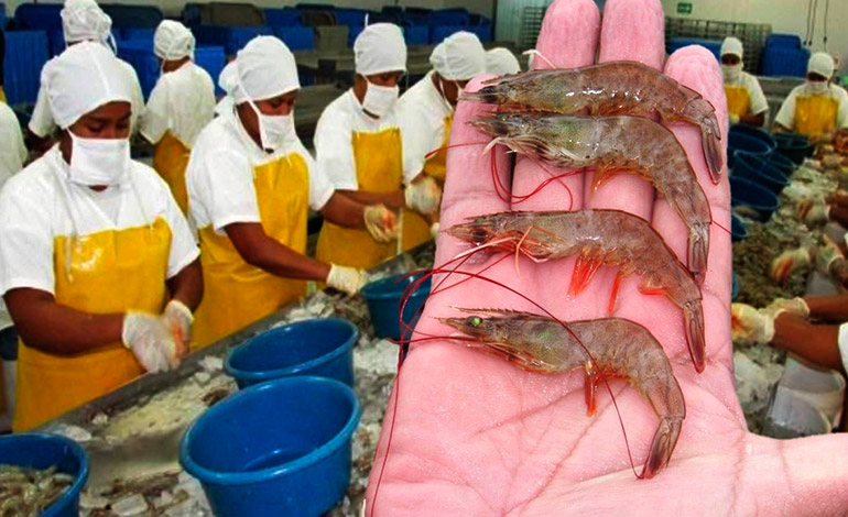 Este año:   $200 millones en divisas generará exportación de camarón 