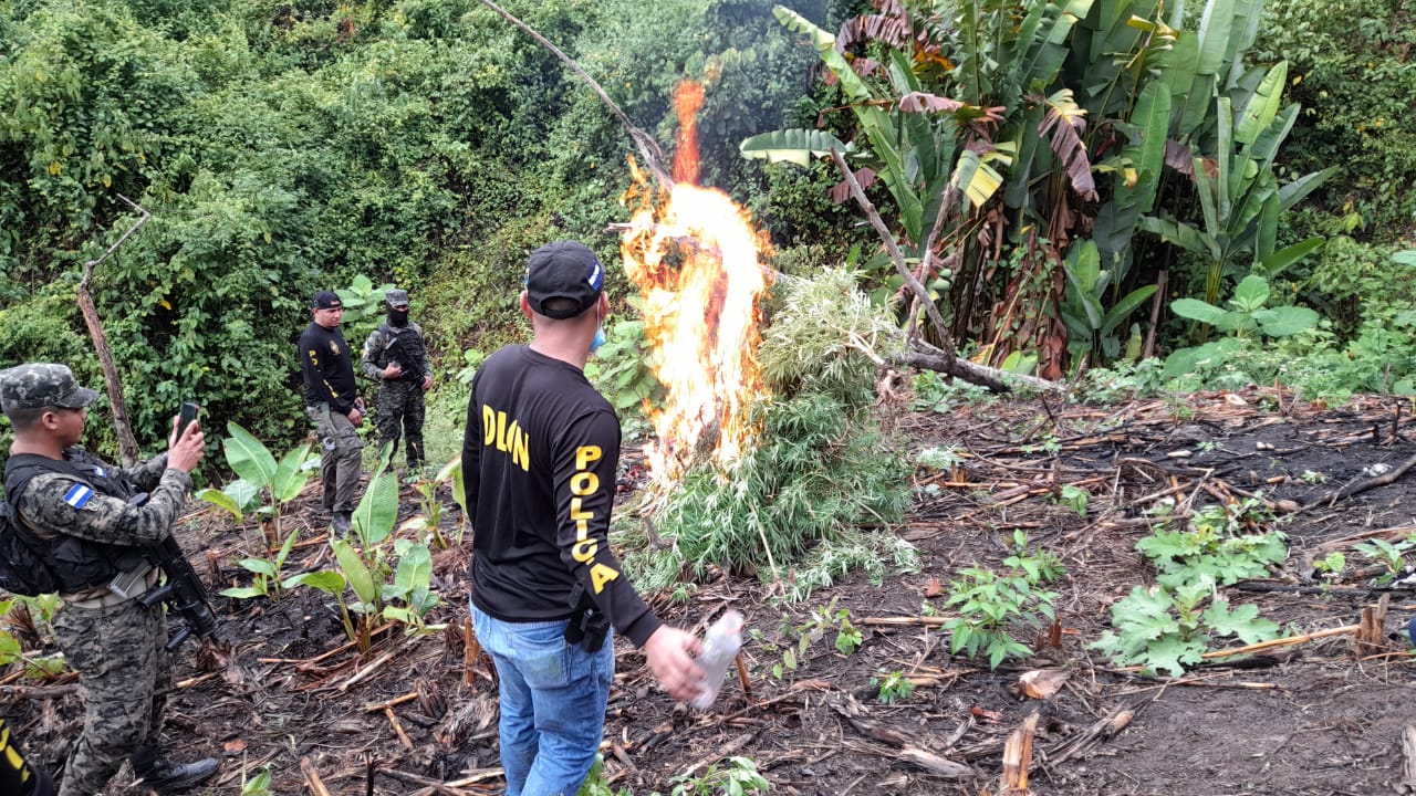 Aseguran plantación de arbustos de Marihuana en Tocoa Colón
