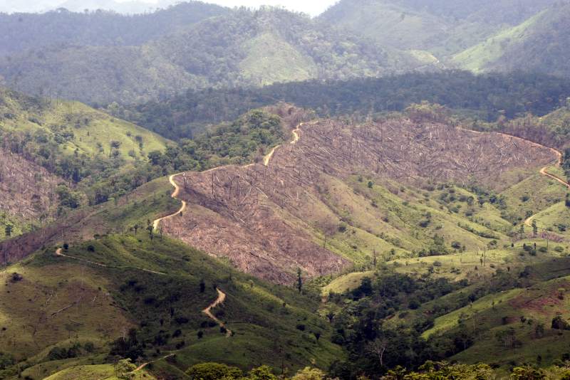 ICF: MP debe investigar si se construye una “narco carretera” en Biosfera del Río Plátano