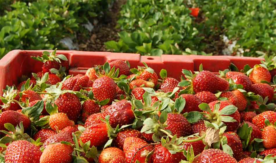 Unas 200 mil libras de fresas se producirán en Intibucá   
