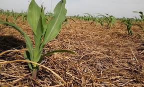 Presidente de Prograno: «Todavía hay tiempo para la siembra de primera» Presidente de Prograno: «Todavía hay tiempo para la siembra de primera»