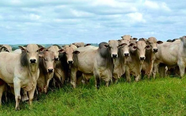 Expresa ganadero: «Es un reto tener ganado gordo cuando el verano se extiende» Expresa ganadero: «Es un reto tener ganado gordo cuando el verano se extiende»