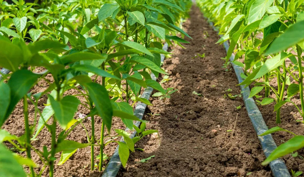 Gobierno beneficiará a 500 ganaderos con sistemas de riego por goteo Gobierno beneficiará a 500 ganaderos con sistemas de riego por goteo