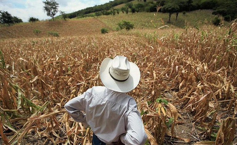 El Maíz, frijoles y arroz reportan grandes pérdidas por falta de lluvia según productores