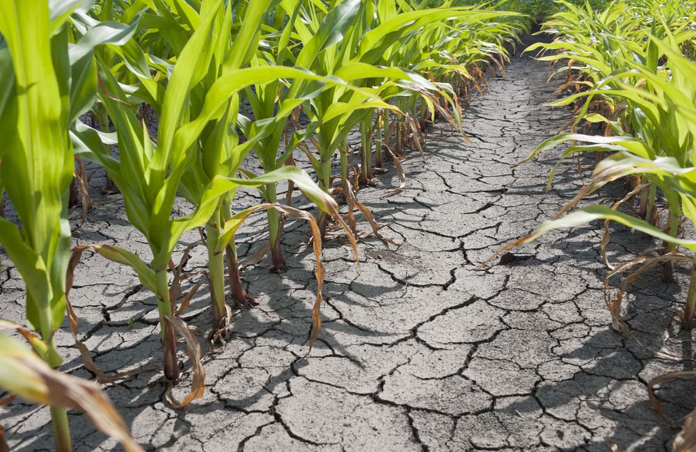 Productores temen pérdidas cuantiosas en siembra de primera por falta de lluvias